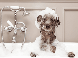 chien dans le bain